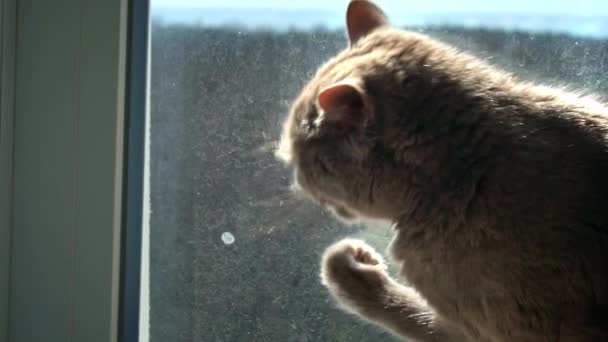 Gray Thoroughbred Domestic Cat Licks Its Paw While Sitting Window — Stock Video