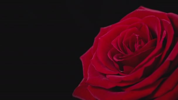 Червона Троянда Великими Пелюстками Розбухає Чорному Тлі Крупним Планом Витончена — стокове відео