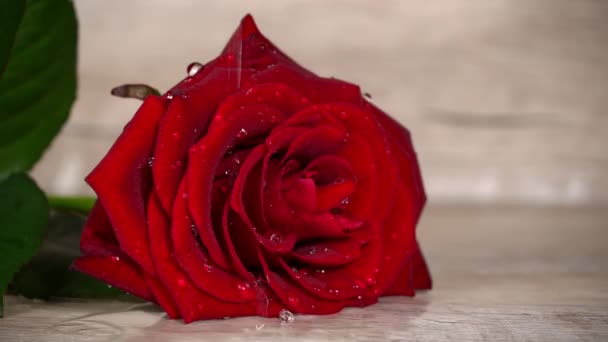 Drops Water Drip Petals Red Rose Red Rose Drops Petals — Stock videók