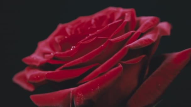 Rose Rouge Avec Des Gouttes Sur Les Pétales Remuent Sur — Video