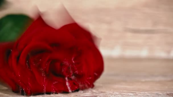 赤い湿ったバラは白いテーブルの上に落ち 水の滴をはねます 花弁に滴が付き赤いバラが白い背景に動きます 花弁に露が落ちる上品な緋色のバラ — ストック動画