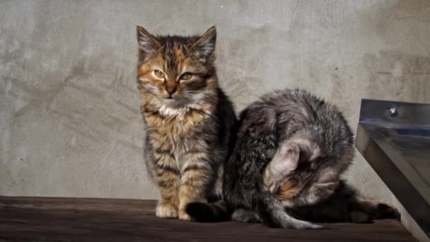 Dwa Bezdomne Kociaki Siedzą Zewnątrz Wygrzewają Się Słońcu Głodne Zimne — Wideo stockowe
