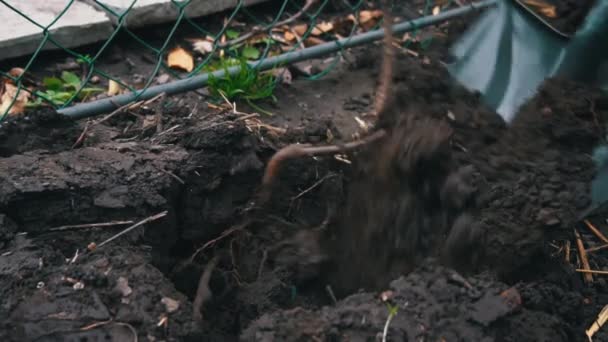 Der Mann Gräbt Mit Einer Schaufel Einen Obstbaum Mit Wurzel — Stockvideo