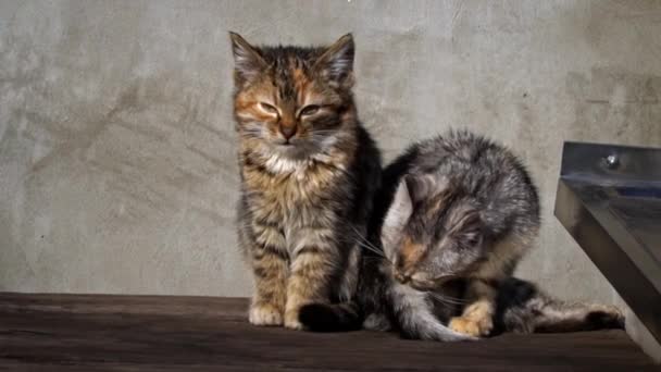 Two Homeless Kittens Sit Bask Sun Hungry Cold Little Cats — Vídeos de Stock