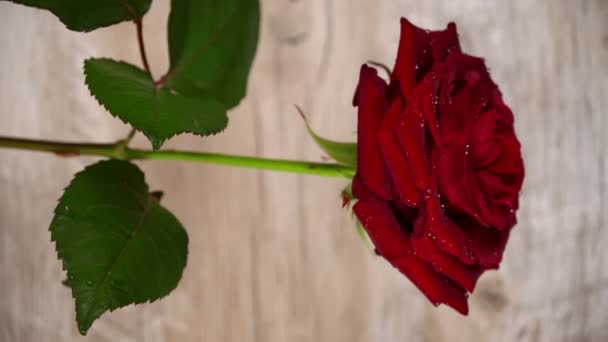 花弁に滴が付き赤いバラが白い背景で攪拌されます 花びらに薄紫色のカードで優雅な緋色のバラ — ストック動画