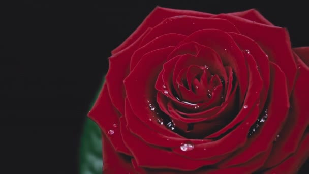 Yavaş Çekimde Kırmızı Bir Gülün Yapraklarına Damlayan Damlaları Yaprakların Üzerine — Stok video