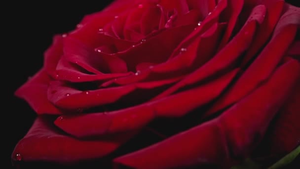 Червона Троянда Краплями Пелюстках Розбухає Чорному Тлі Витончена Червона Троянда — стокове відео