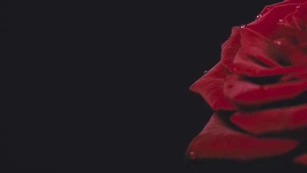Κόκκινο Τριαντάφυλλο Σταγόνες Στα Πέταλα Αναταράσσει Μαύρο Φόντο Ένα Χαριτωμένο — Αρχείο Βίντεο