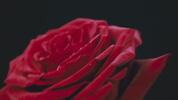 Червона Троянда Краплями Пелюстках Розбухає Чорному Тлі Витончена Червона Троянда — стокове відео