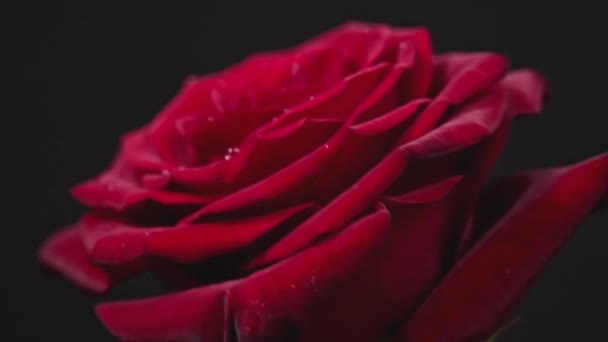 Mawar Merah Dengan Tetes Pada Kelopak Bergerak Latar Belakang Hitam — Stok Video