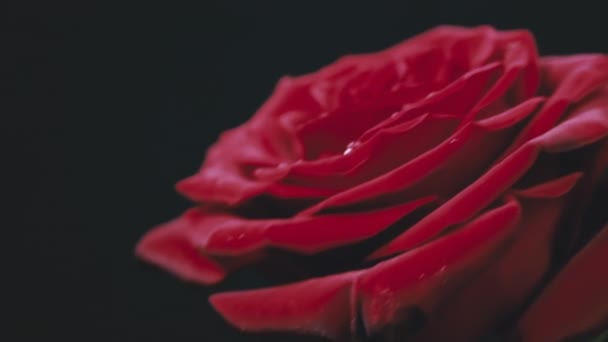 꽃잎에 떨어지는 돋아났다 꽃잎에 카드가 달린우아 진홍색 — 비디오
