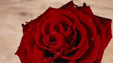 Drops of water drip on the petals of a red rose. A red rose with drops on the petals stirs on a white background. A graceful scarlet rose with dewy cards on the petals.