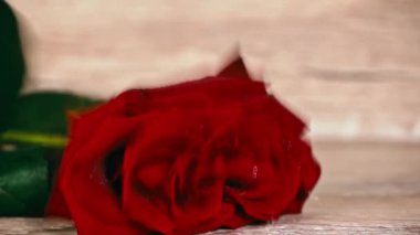 Kırmızı ıslak gül beyaz bir masaya düşer, damlayan su damlaları. Yapraklarında damlalar olan kırmızı gül beyaz arka planda hareket eder. Zarif kırmızı bir gül, yaprakları çiğ damlalarıyla kaplı..