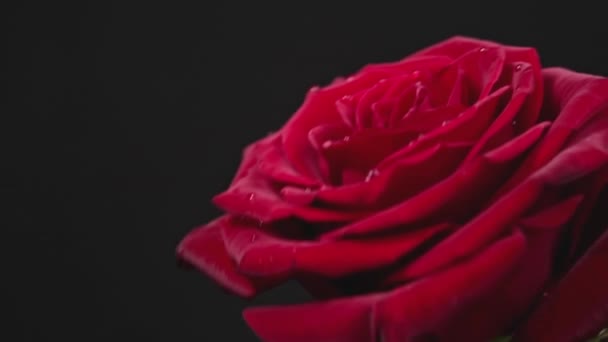 花弁に落下した赤いバラが黒い背景で攪拌されます 花びらに薄紫色のカードで優雅な緋色のバラ — ストック動画