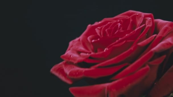 Red Rose Drops Petals Stirs Black Background Graceful Scarlet Rose — Stock Video