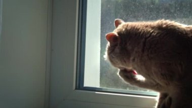 Gri safkan evcil kedi, pencerede otururken patisini yalıyor. Kedi pencere pervazında yıkanır. Bakımlı kedi güneşte patisini yalıyor.