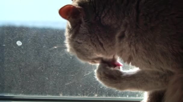 窓辺に座っている間 グレーのサラブレッドの国産猫が足をなめる 猫は窓辺を洗う よく手入れされた猫は太陽の下で足をなめる — ストック動画