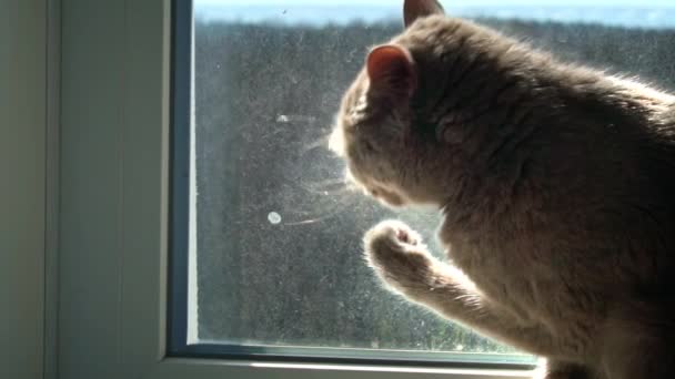 Gri Safkan Evcil Kedi Pencerede Otururken Patisini Yalıyor Kedi Pencere — Stok video