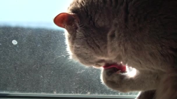 Gato Doméstico Pura Raza Gris Lame Pata Mientras Está Sentado — Vídeo de stock