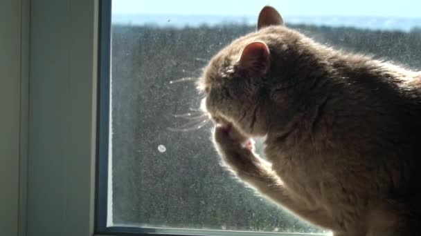 Graue Vollblut Hauskatze Leckt Sich Fenster Die Pfote Die Katze — Stockvideo