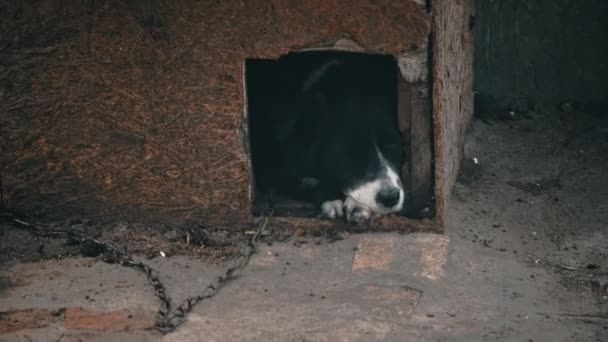 犬は悲しいことにチェーンのブースに横たわって家を守っています 彼の小さな家の外の番犬 犬は鎖でつながれている 山の上の子犬は空腹だ — ストック動画