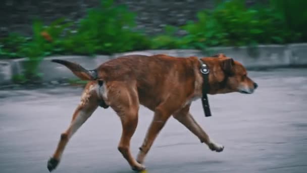 ホームレスの犬が壊れた襟で空腹の通りを走っている ガード犬は通りで迷子になり 彼の家を探しています 怒りの犬が所有者なしで通りを走る — ストック動画