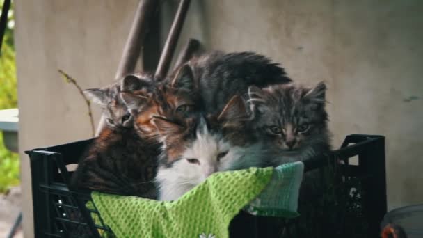 Pis Sokak Kedileri Anneleriyle Birlikte Küçük Bir Kutuda Isınıyorlar Sokakta — Stok video