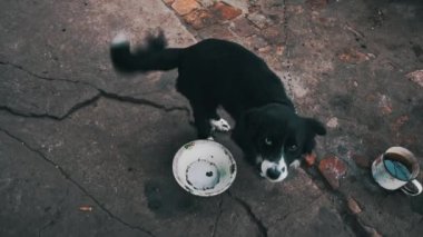 Köpek ne yazık ki zincirle kulübenin yakınına koşup evi koruyor. Küçük evinde bekçi köpeği var. Köpek zincirlendi. Tasmalı köpek yavrusu aç..