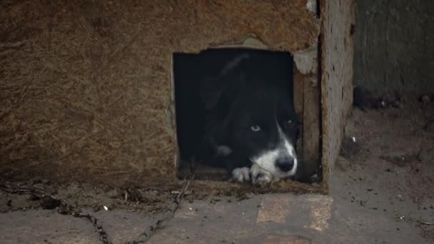 Pies Niestety Leży Budce Łańcuchu Pilnuje Domu Pies Strażnik Zewnątrz — Wideo stockowe