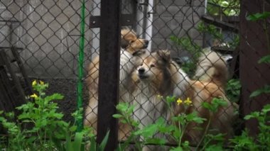 Collie köpekleri yoldan geçenlerin çitlerinden havlar ve evi korurlar. Dışarıdaki bekçi köpekleri küçük evlerinde. Çitlerle çevrili bölgede kızgın köpekler..