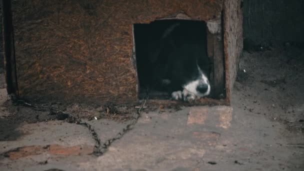 Pies Niestety Leży Budce Łańcuchu Pilnuje Domu Pies Strażnik Zewnątrz — Wideo stockowe