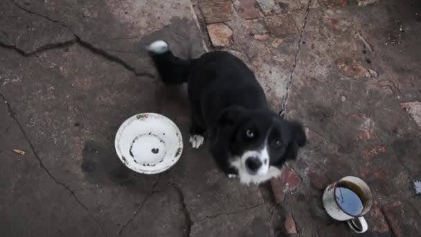 Perro Corre Tristemente Cerca Cabina Una Cadena Protege Casa Perro — Vídeos de Stock