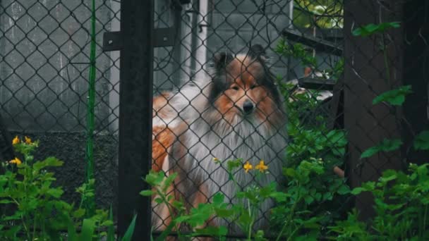 科利犬对着过路的人吠叫着穿过栅栏 守卫着房子 守卫狗在外面他们的小屋里 愤怒的狗在有栅栏的网状领地上 — 图库视频影像