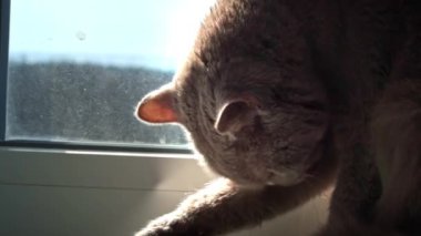 Gri safkan evcil kedi, pencerede otururken patisini yalıyor. Kedi pencere pervazında yıkanır. Bakımlı kedi güneşte patisini yalıyor.