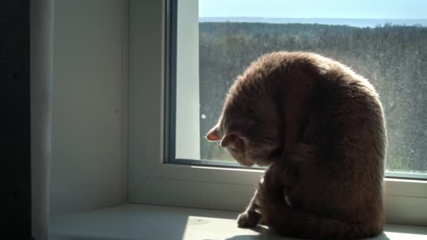窓辺に座っている間 グレーのサラブレッドの国産猫が足をなめる 猫は窓辺を洗う よく手入れされた猫は太陽の下で足をなめる — ストック動画
