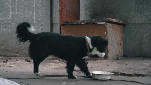 Perro Corre Tristemente Cerca Cabina Una Cadena Protege Casa Perro — Vídeos de Stock