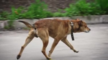 Evsiz köpek sokakta aç ve yakası kırık bir şekilde koşuyor. Bekçi köpeği sokakta kaybolmuş ve evini arıyormuş. Kızgın köpek sokakta sahipsiz koşuyor..