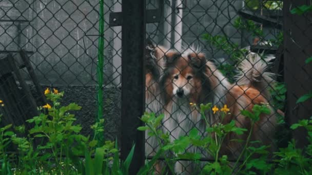 Cães Collie Ladram Através Cerca Para Transeuntes Guardam Casa Cães — Vídeo de Stock