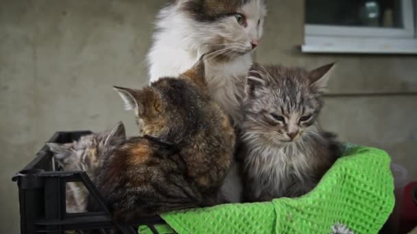 Mocskos Kóbor Macskák Melegítik Fel Magukat Anyjukkal Egy Kis Dobozban — Stock videók