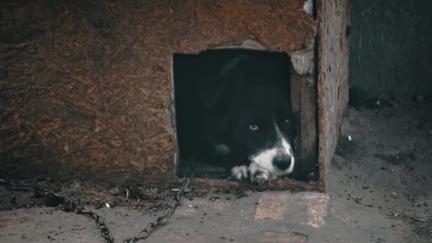 Perro Tristemente Yace Una Cabina Una Cadena Vigila Casa Perro — Vídeos de Stock
