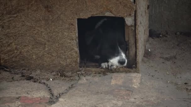 狗悲哀地躺在链条上的一个摊位上看守着房子 外面他的小屋里有一只看门狗这只狗被锁住了 皮带上的小狗饿了 — 图库视频影像