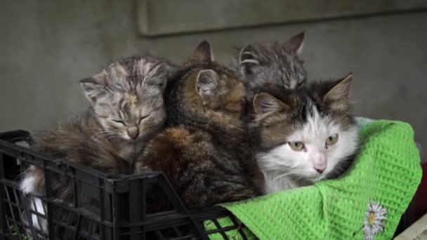 Dirty Stray Kittens Warming Themselves Mother Small Box Poor Hungry — Stock Video
