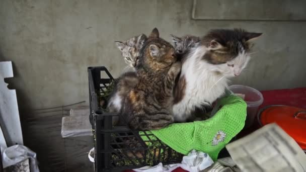 Mocskos Kóbor Macskák Melegítik Fel Magukat Anyjukkal Egy Kis Dobozban — Stock videók
