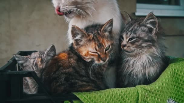 Брудні Бродячі Кошенята Зігріваються Своєю Матір Маленькій Коробці Бідні Голодні — стокове відео
