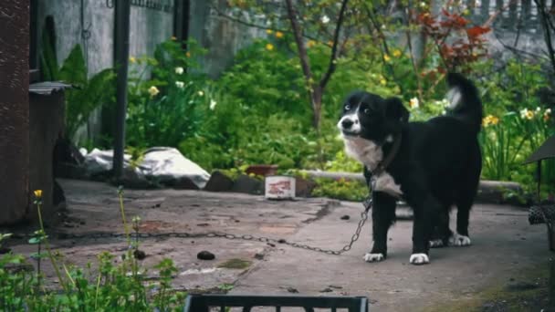 Köpek Yazık Zincirle Kulübenin Yakınına Koşup Evi Koruyor Küçük Evinde — Stok video