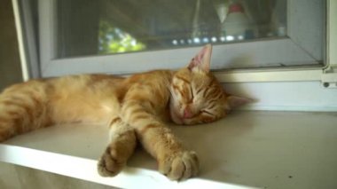 Kırmızı sokak kedisi temiz havada pencere eşiğinde uyuyor. Sokakta yaşayan fakir ve aç kediler. Evsiz bir hayvan gölgede uyuyor..