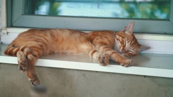 Czerwony Bezpański Kot Śpi Parapecie Świeżym Powietrzu Biedne Głodne Koty — Wideo stockowe