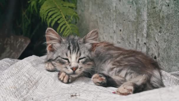 Gato Solitario Sin Hogar Duerme Alféizar Ventana Aire Libre Gatos — Vídeos de Stock