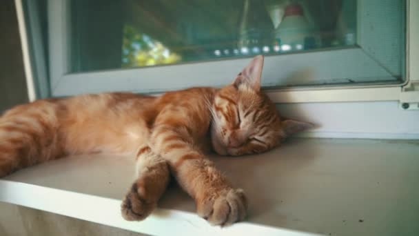 Vörös Kóbor Macska Alszik Ablakpárkányon Friss Levegőn Szegény Éhes Macskák — Stock videók