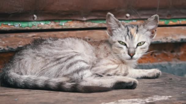孤独なホームレスの猫が新鮮な空気中の窓辺で寝ている 貧しくて空腹の猫が通りに住んでいる ホームレスの動物が日陰で寝ている — ストック動画